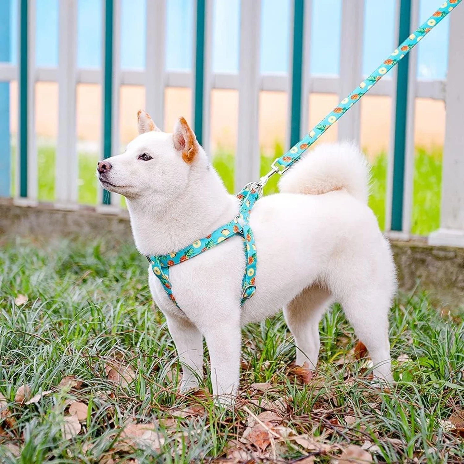 Colorful Leash & Harness Set