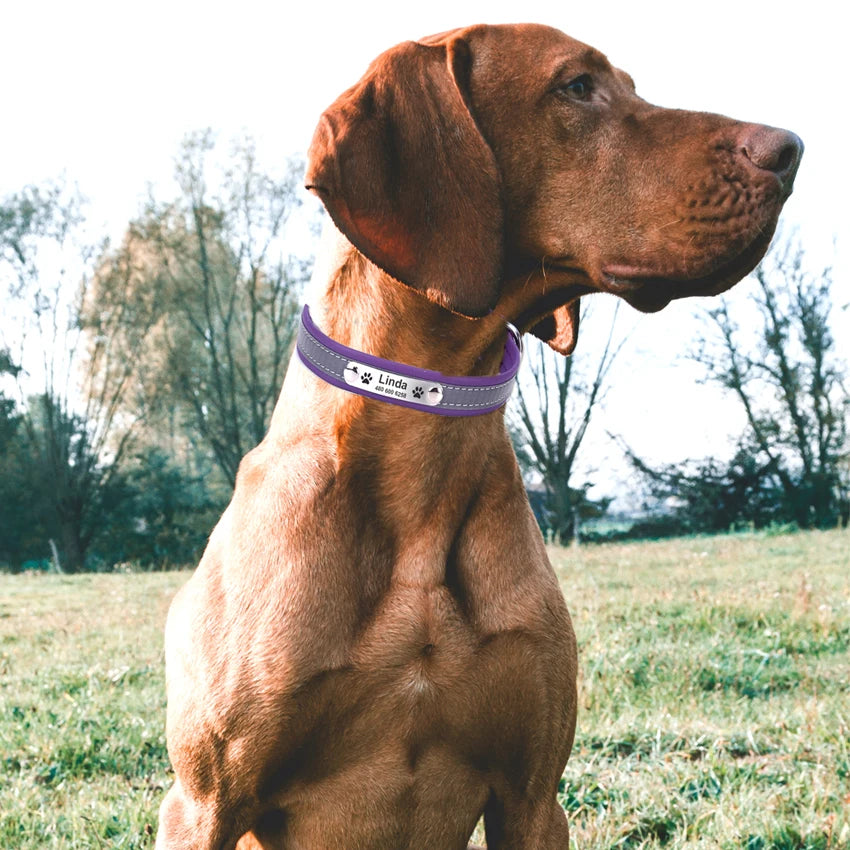 Custom Engraved ID Dog Collar